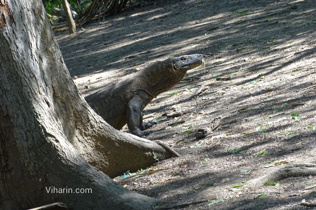 Viharin.com- Female dragon behind the tree