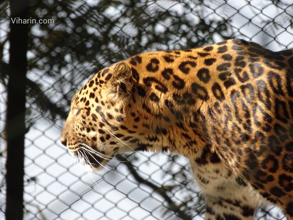 Viharin.com- Hungry Leopard with beautiful fur