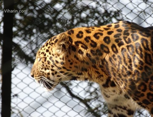 Darjeeling Zoo, a must visit for kids