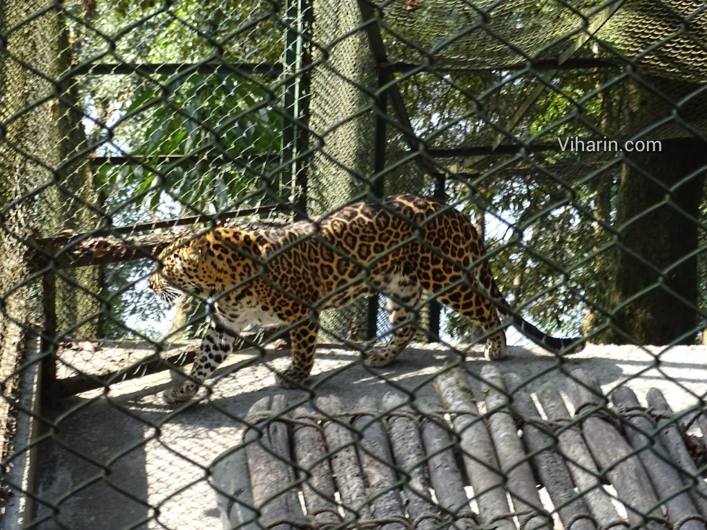 Viharin.com- Leopard