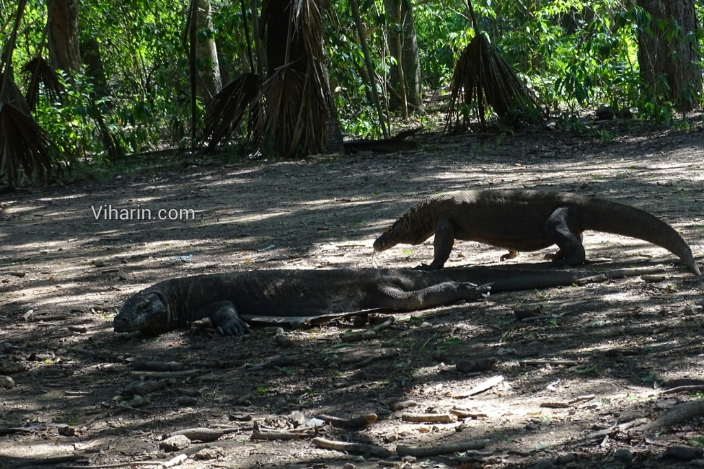 Viharin.com- Male dragon lazing around while female taking rounds