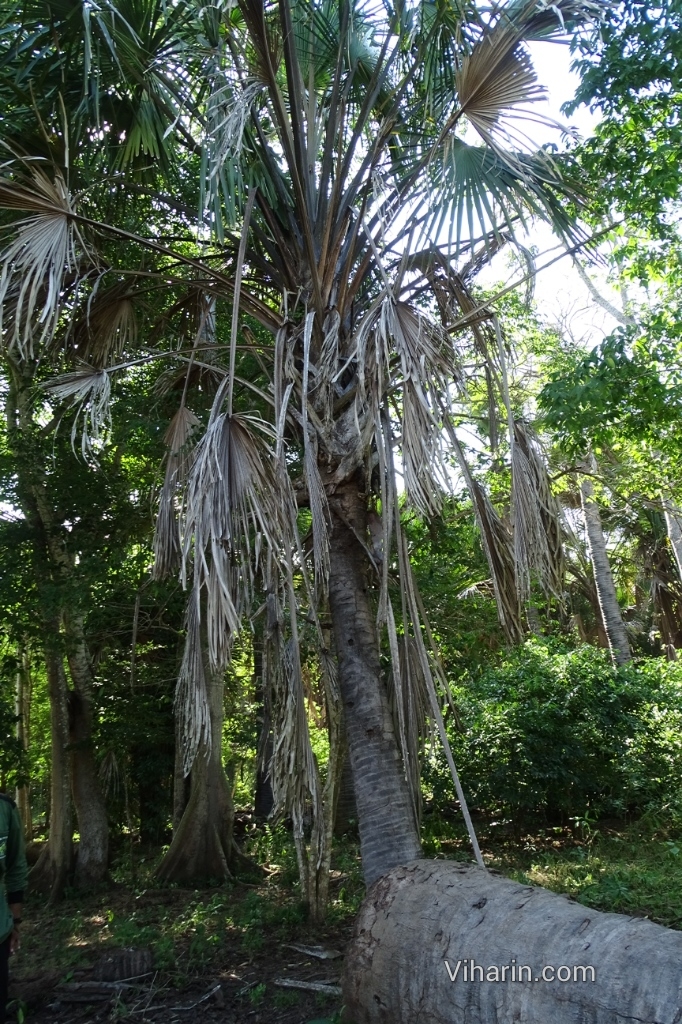 Viharin.com- Palm tree