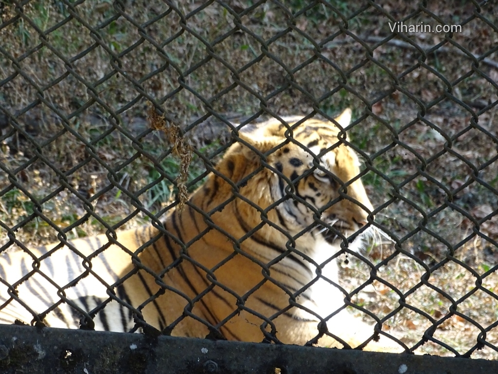 Viharin.com- Tiger's majestic pose