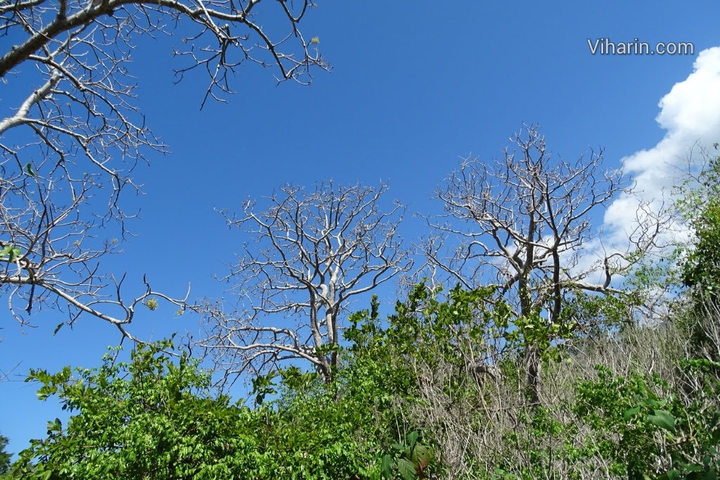 Viharin.com- Trees and sky creating a scenic view