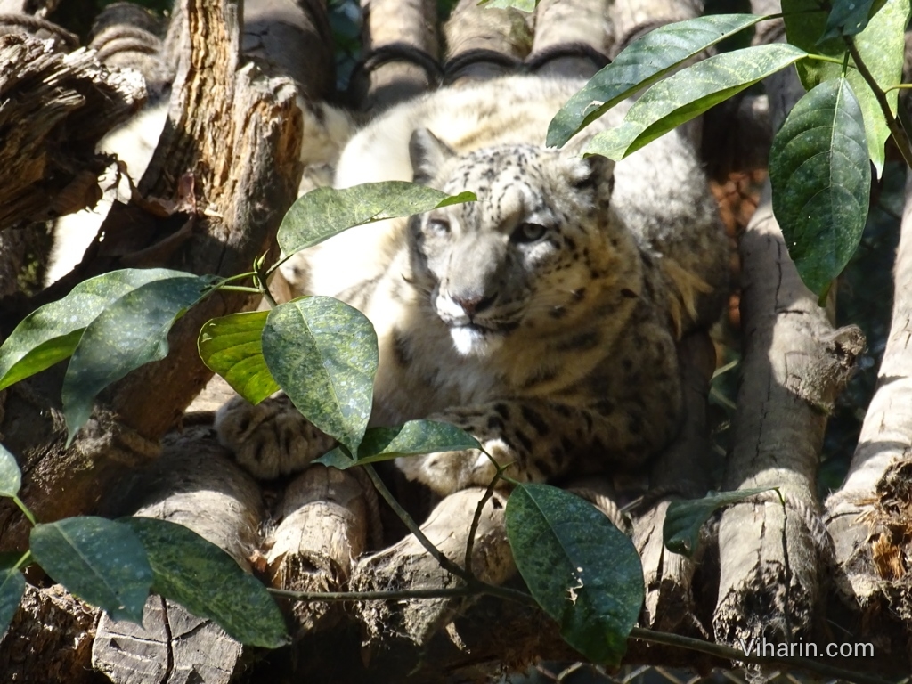 Viharin.com- close up of Snow Leopard