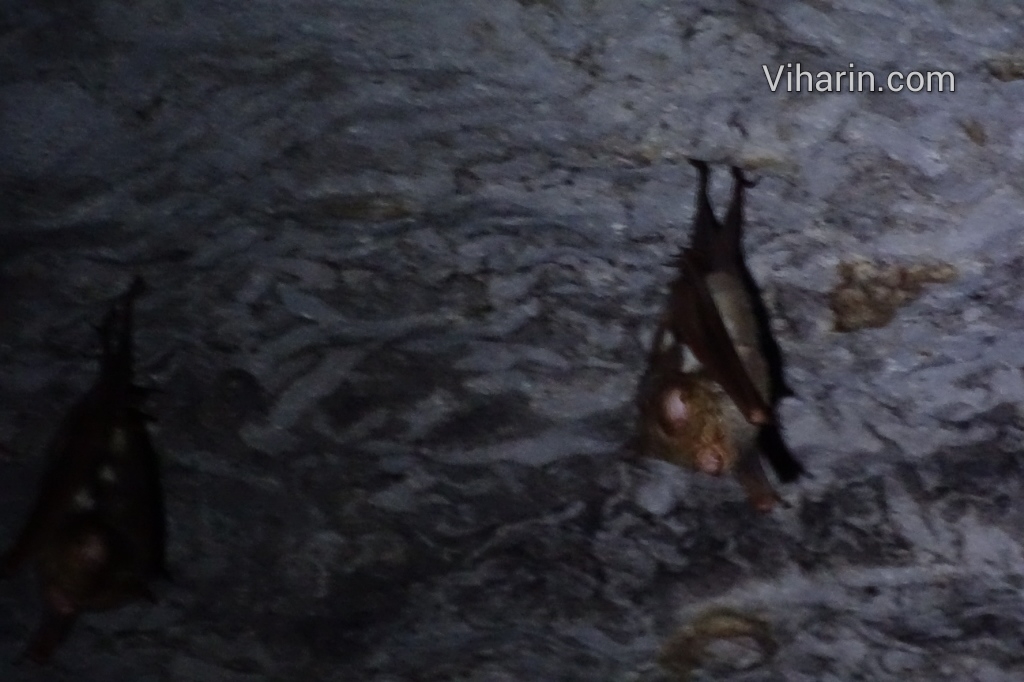 Viharin.com- Bats