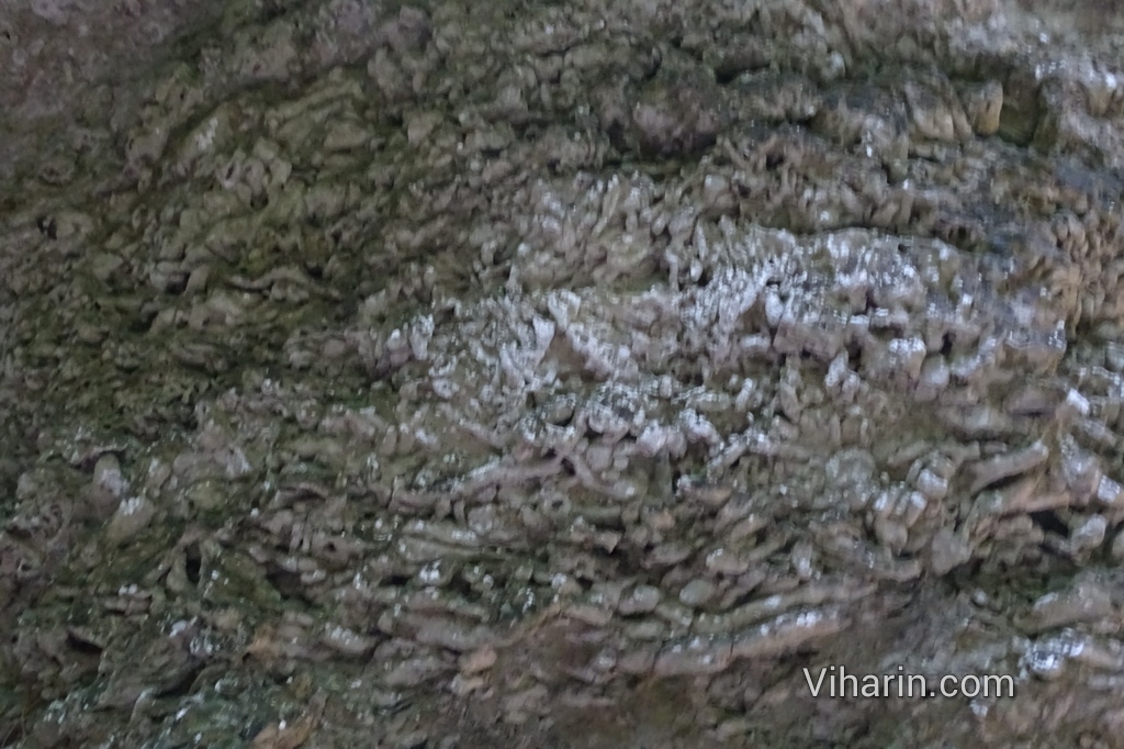 Viharin.com- Coral fossils