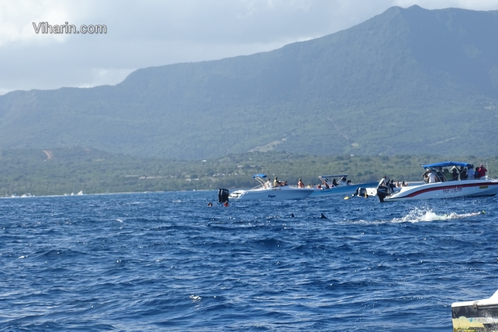 Viharin.com- Dolphins swimming