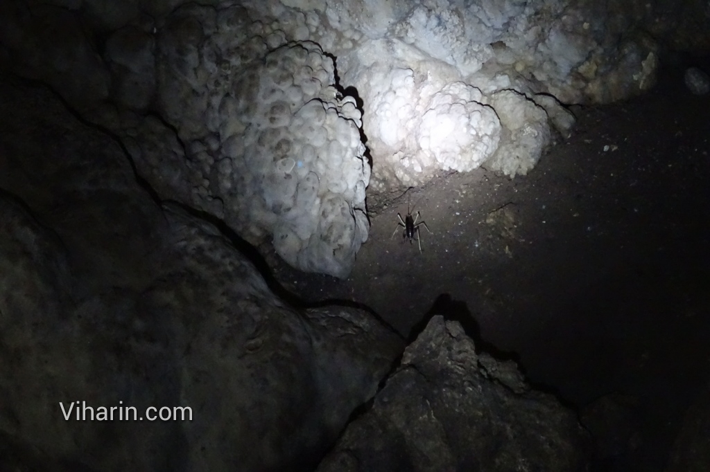 Viharin.com- Spider in the cave