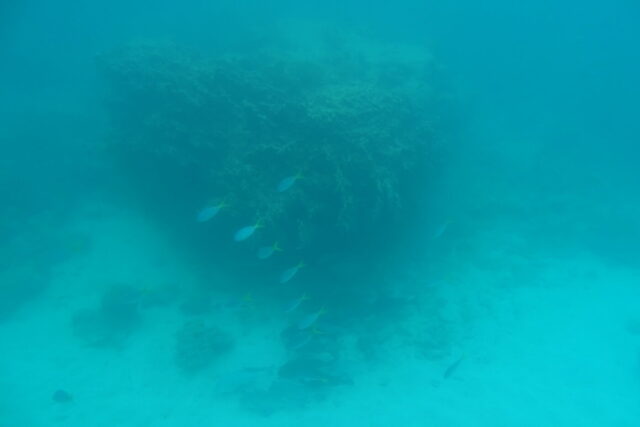 Marine world through Submarine