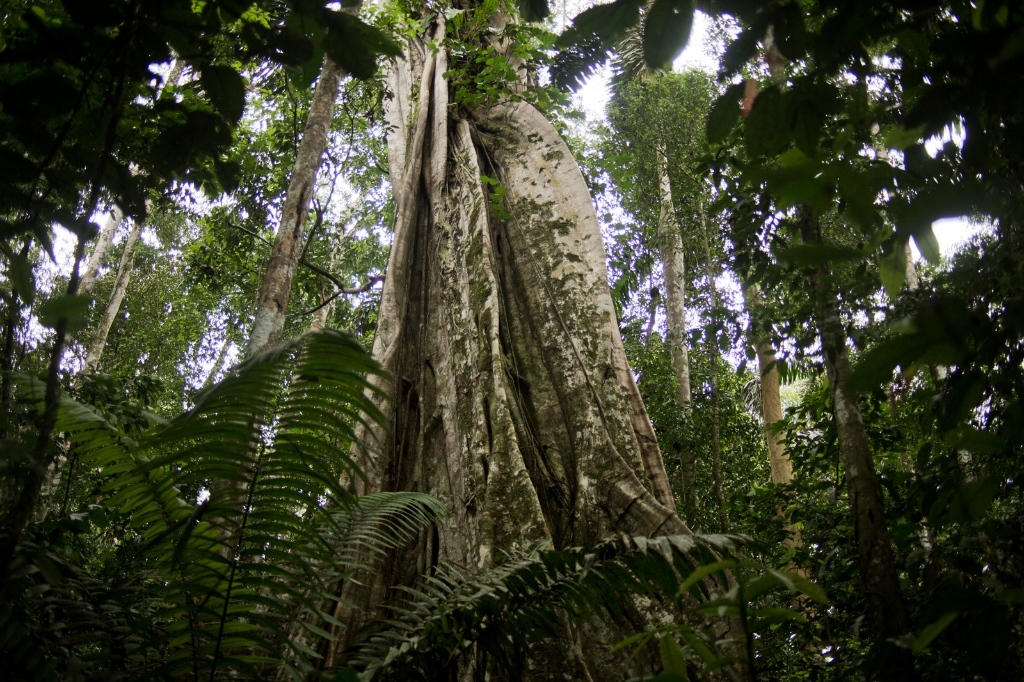 Amazon Rainforest