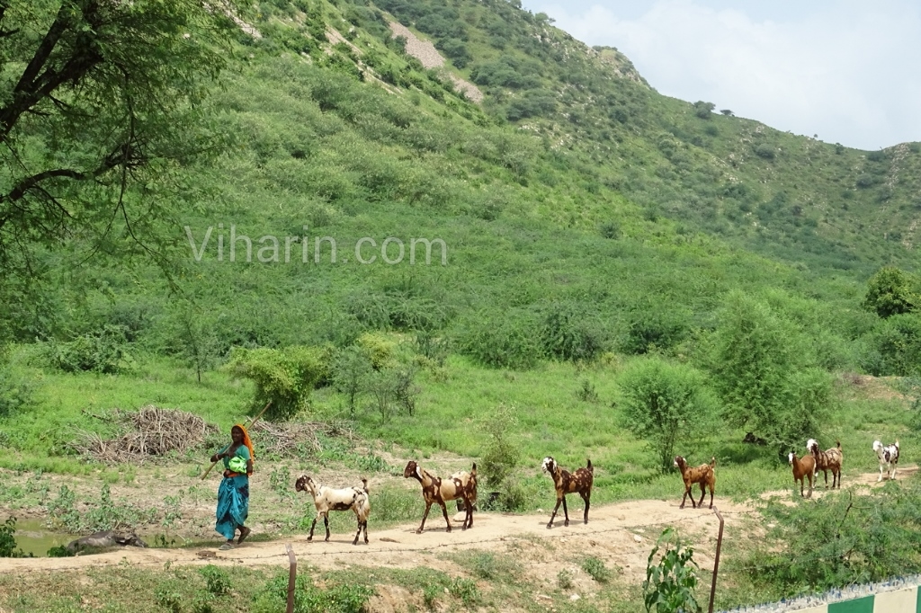 viharin-com-a-woman-taking-goats-on-round-around-the-hill