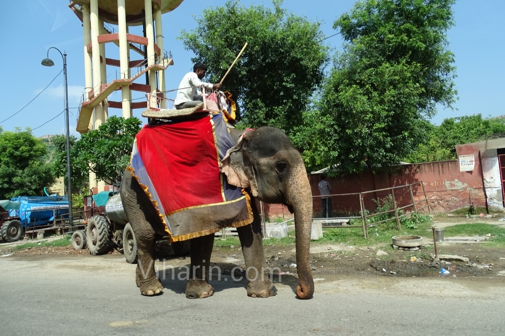 Viharin-com-Elephant on the way to Amer Fort