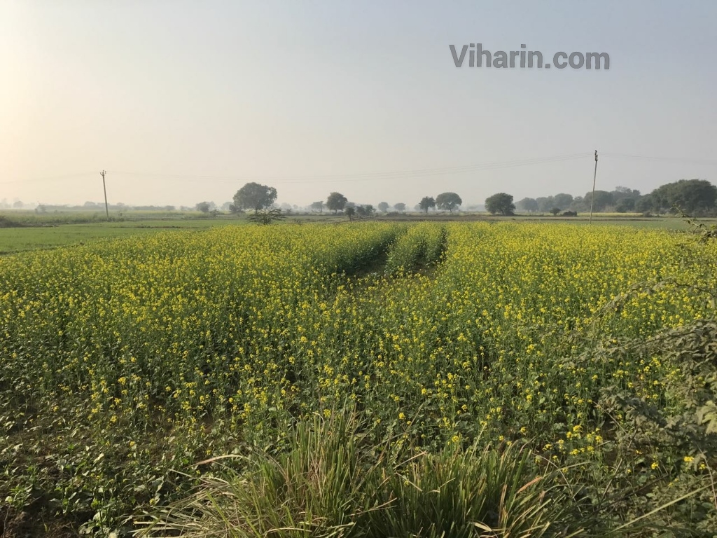 viharin-com-sarson-farms