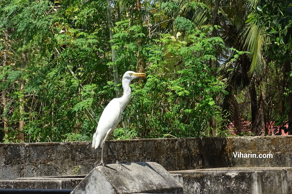 Viharin.com- Egret