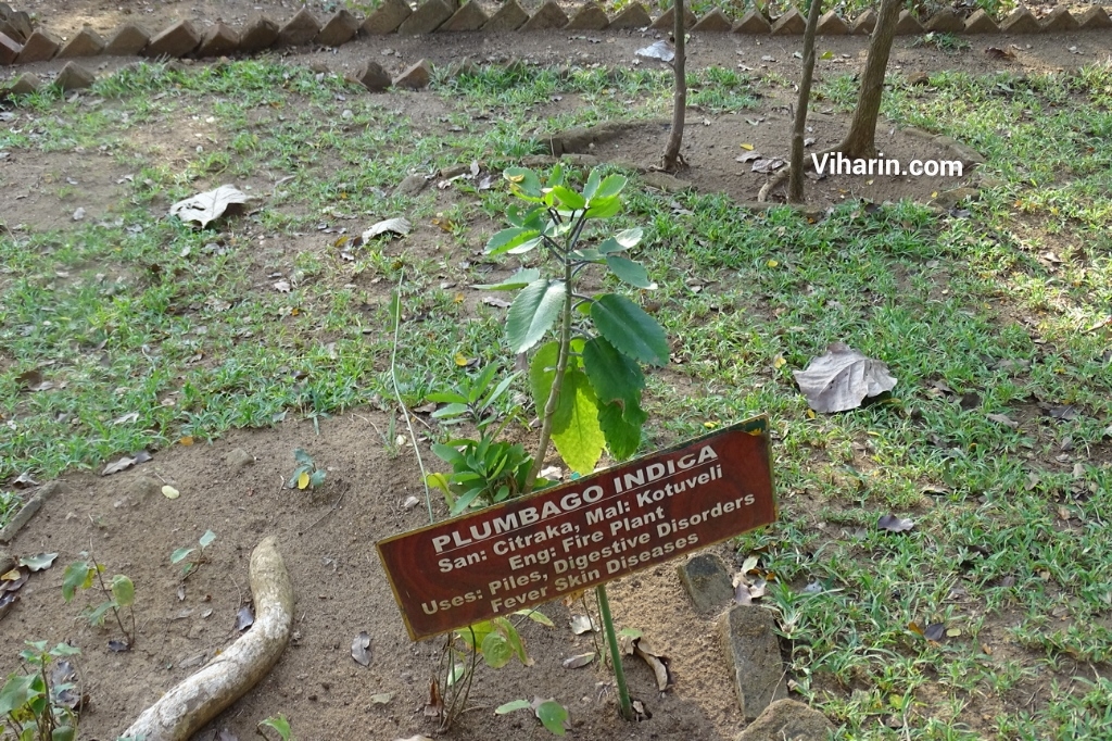 Herbal garden