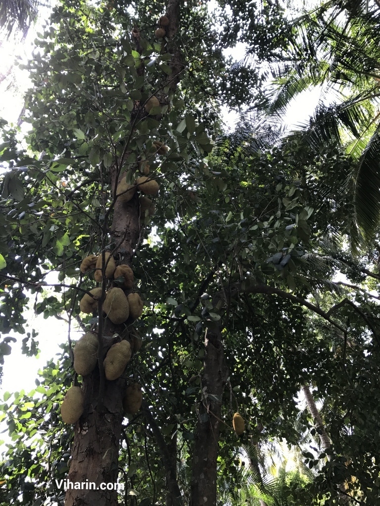 Jackfruit Tree