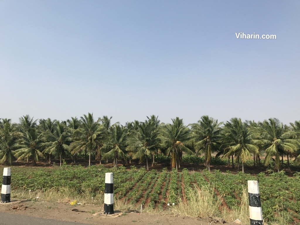 Coconut Plantations