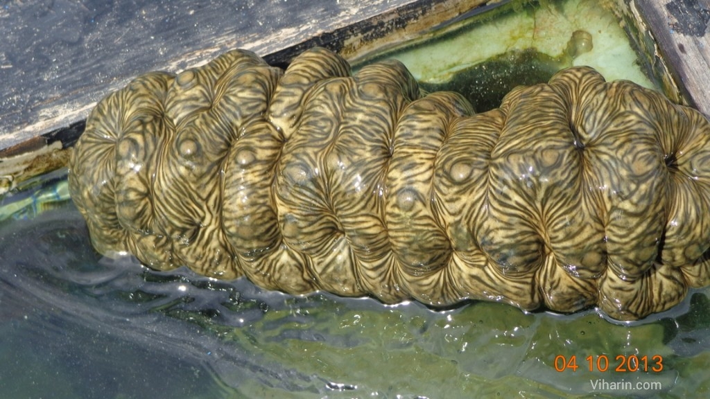 Tiger Coral at Mahatma Gandhi Marine National Park