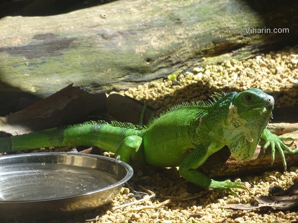 Wildlife that excites kids