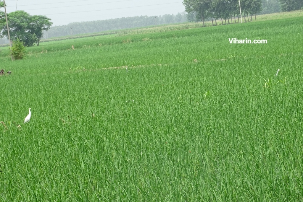 Viharin.com- Greenery on the way to Ludhiana