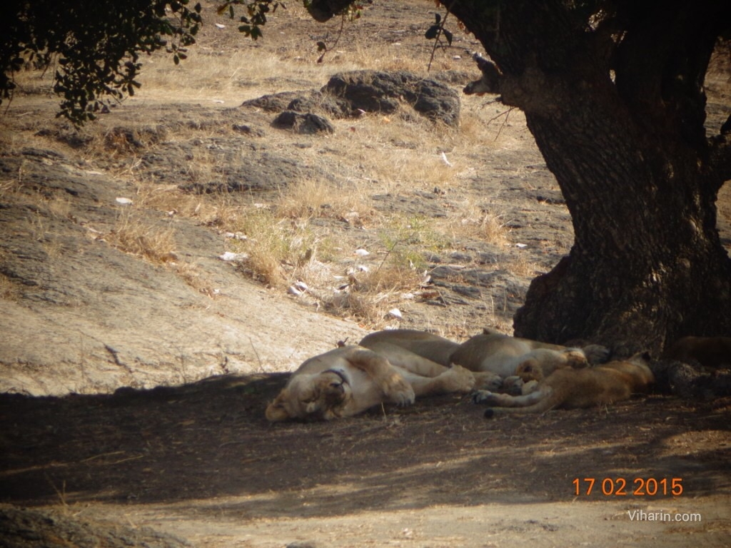 Gir forest/ one of the National Parks of India