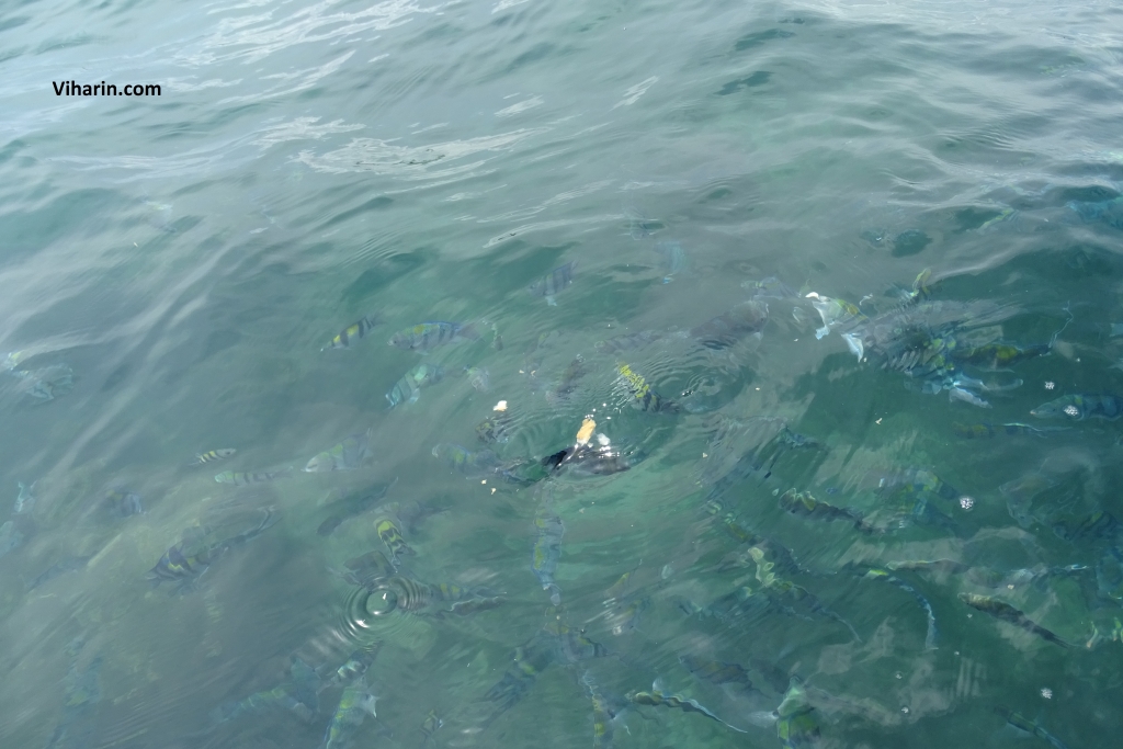 Fishes coming up on water surface to grab bread