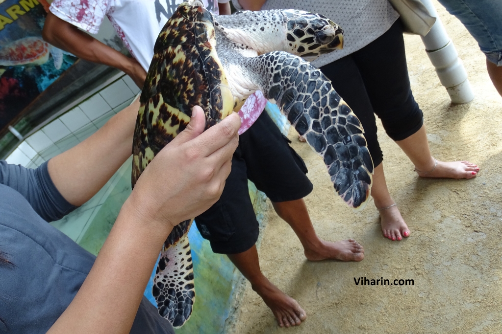 Turtle at Turtle Island