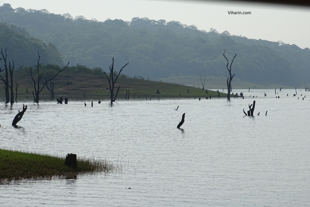 Beauty of Periyar National Park