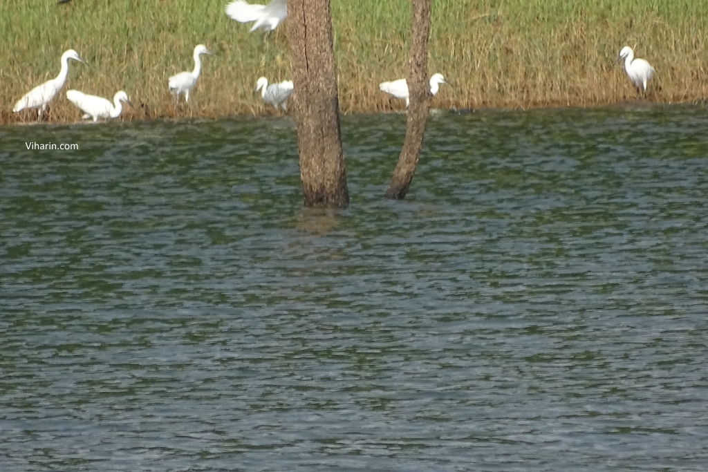 Flamingos