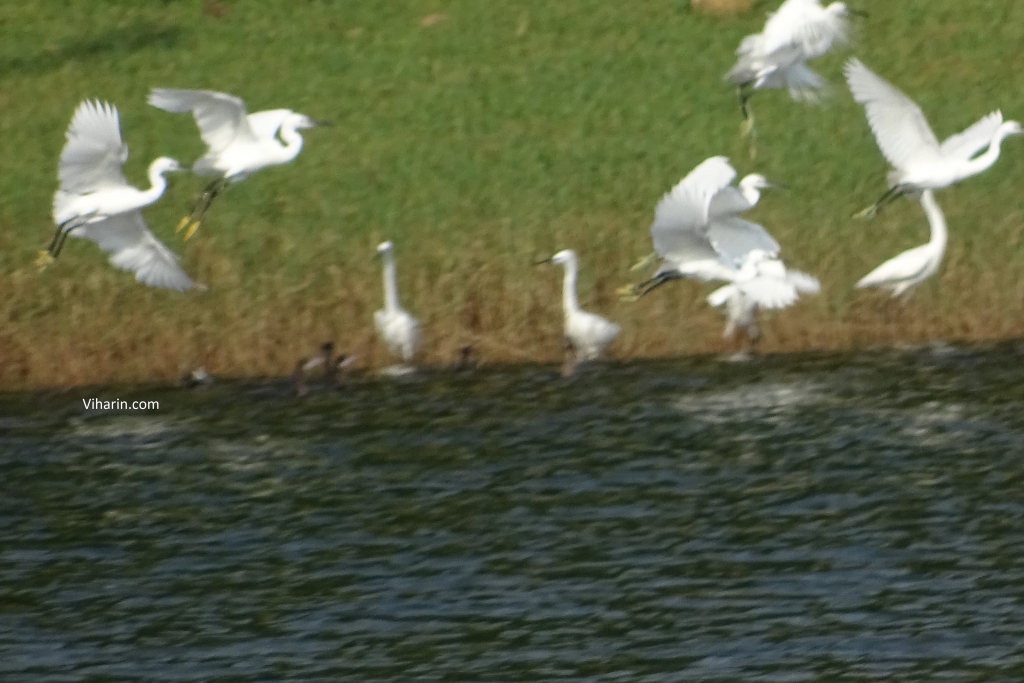 Flamingos enjoying