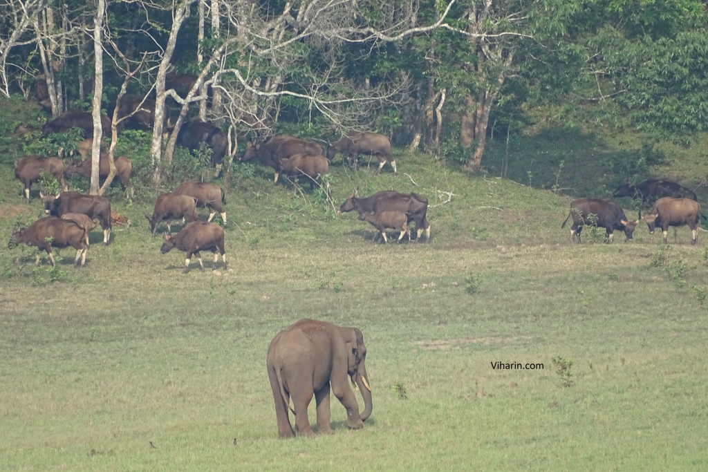 Bisons and elephants