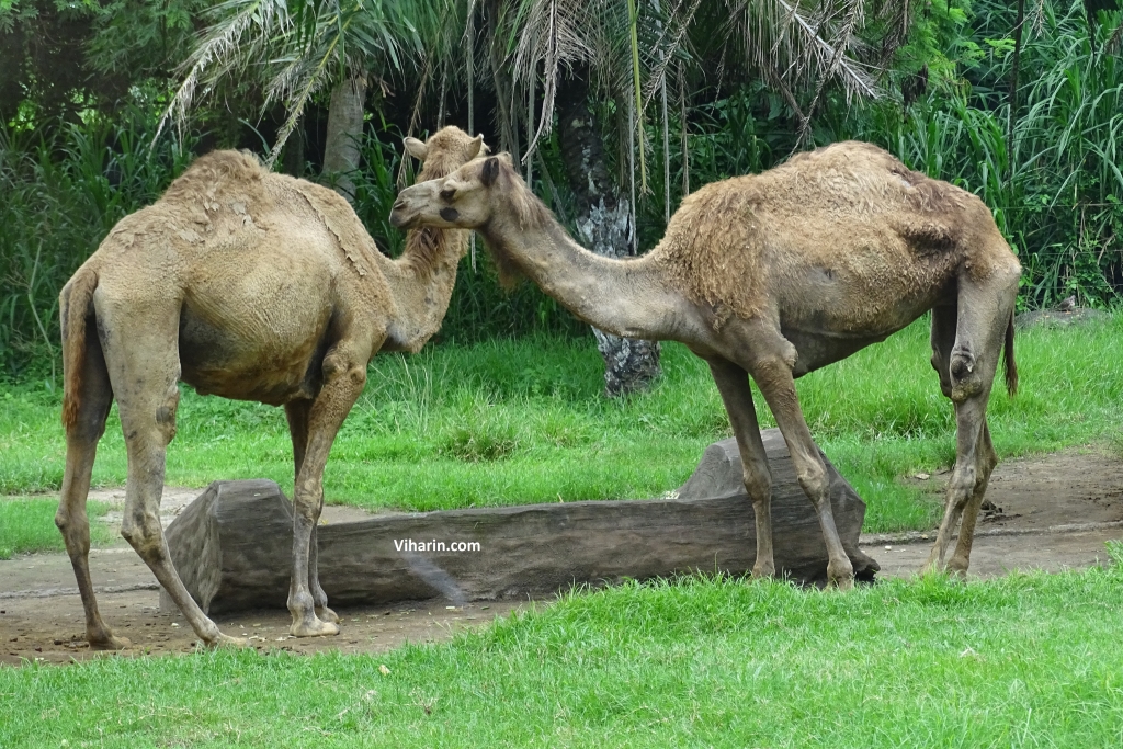 A must visit - Bali Safari Marine Park, Bali, Indonesia | www.Viharin.Com