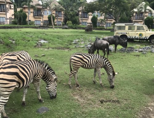 A must visit – Bali Safari Marine Park, Bali, Indonesia