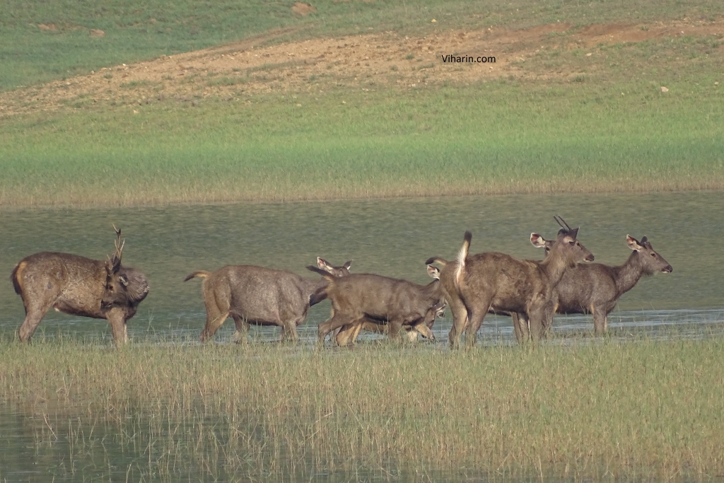 Deers enjoying