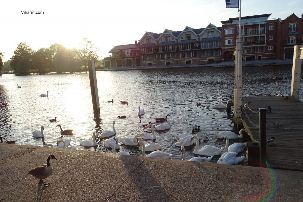 Ducks in River Thames