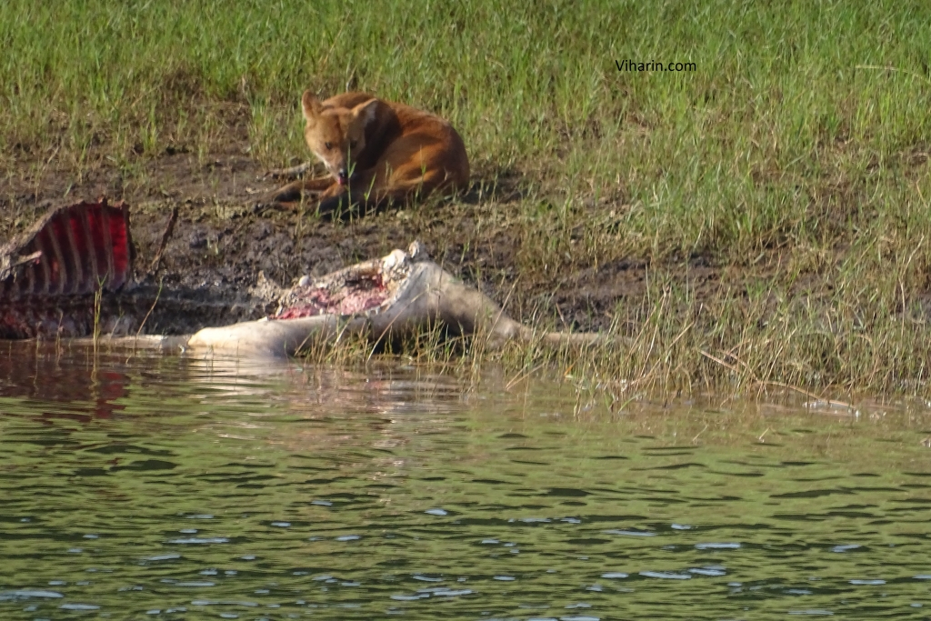 Fox Enjoying the kill