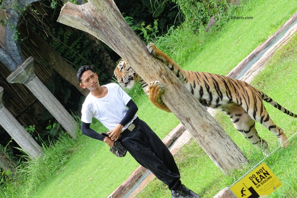 Subspecies of Tigers in the World - Taman Safari Bali