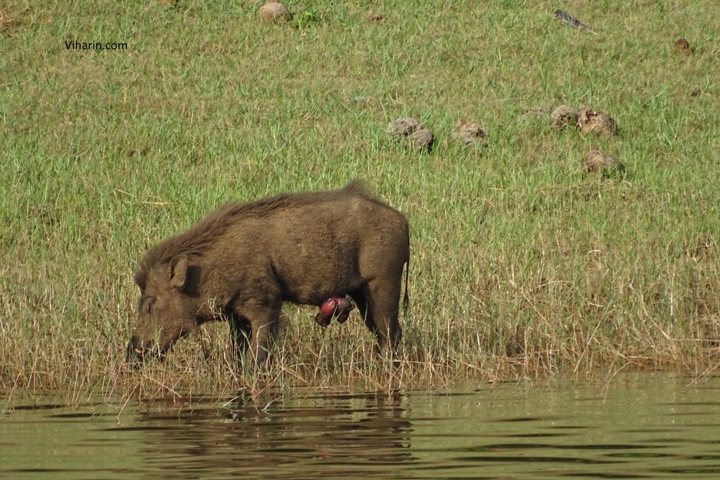 Wild Boar