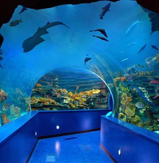 Sharjah aquarium, one of the things to do in Sharjah 