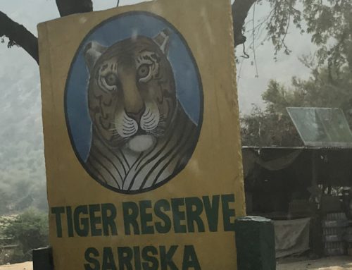 Sariska Tiger reserve, an easy access to wildlife!