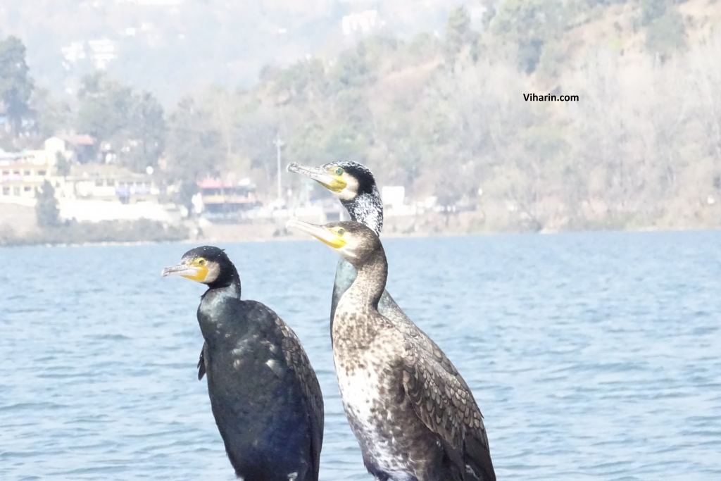 Siberian Cranes enjoying in Bhimtal 