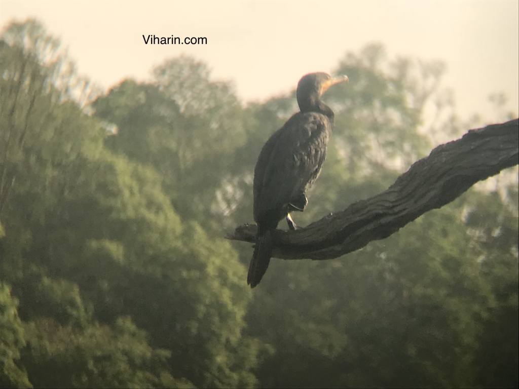 Photo credits Periyar Tiger Reserve Boat Safari guide clicked from my iPhone 7