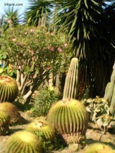 Cactus Garden Cactus Garden