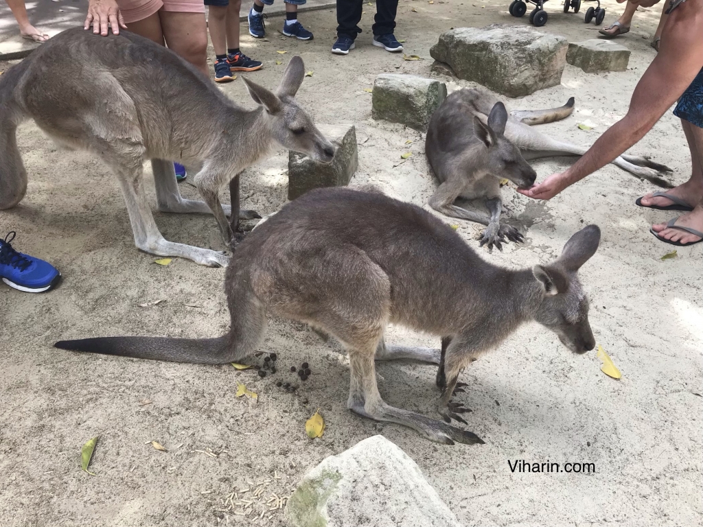 Interaction with Kangaroos