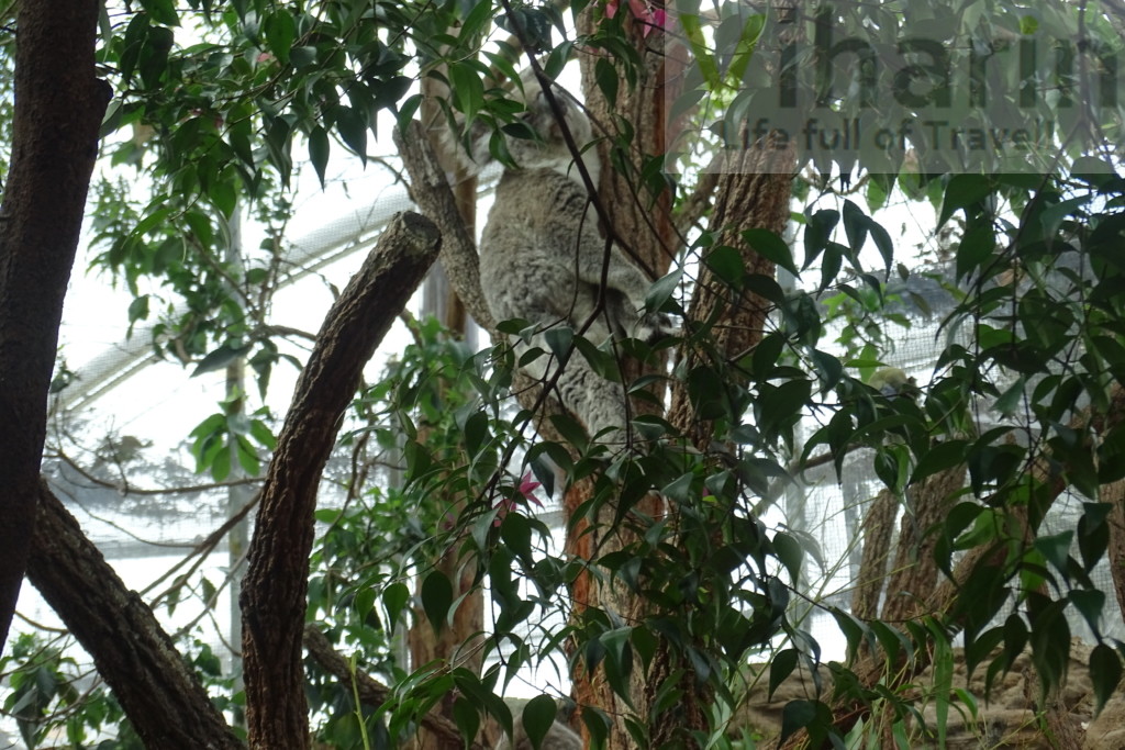 Kuala hugging the tree