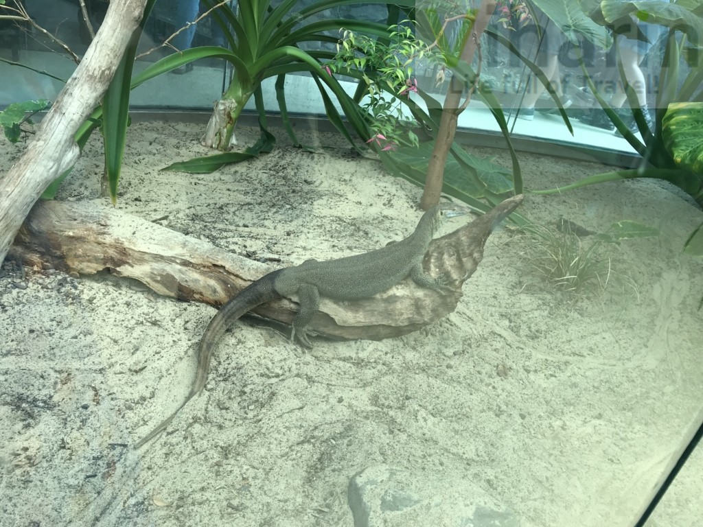 Komodo Dragon