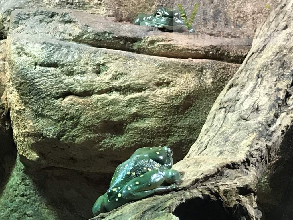 Dotted tadpoles clinged to tree at Sydney Wildlife