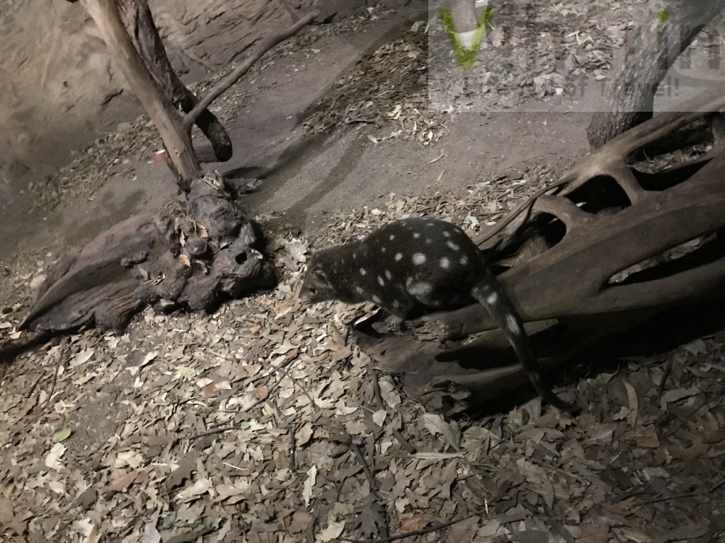 Spotted Tail Quoll