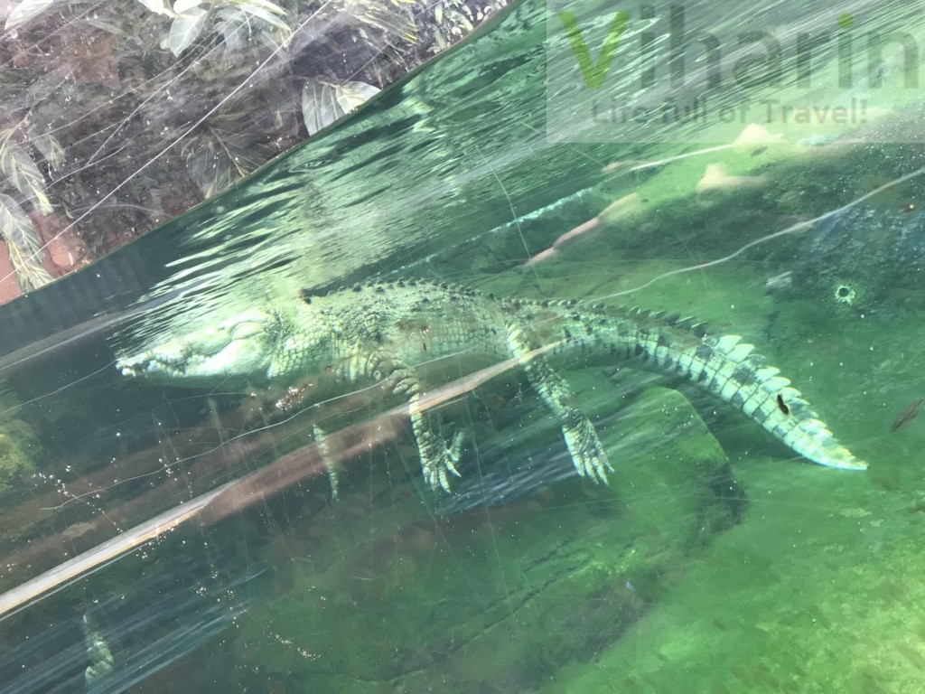 View of Crocodile under water